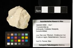 Foto (Objekt + Etiketten) von ? Goniodromites sp. 